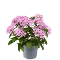 Bild von EJ Pentas P19 Lavender